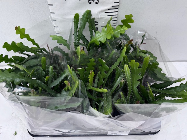 Epiphyllum Anguliger