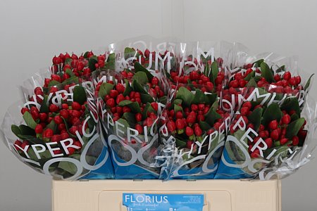 Hyp Coco Diablo rot