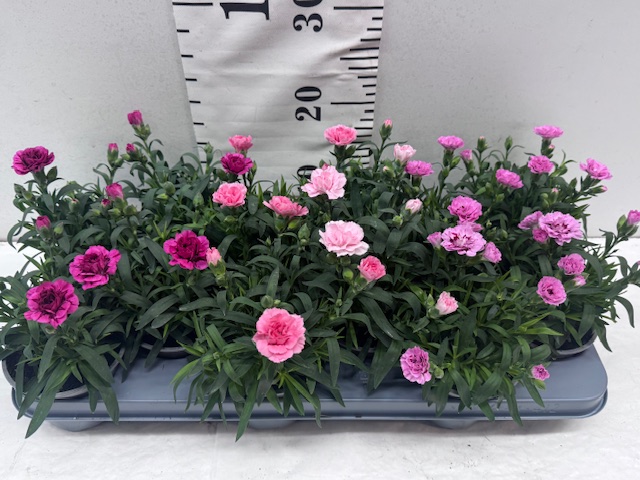 Dianthus Oscar Mix 11er