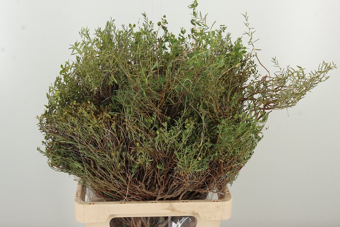 DEC EUPHORBIA SPINOZA