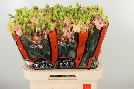 Lysianthus apriko