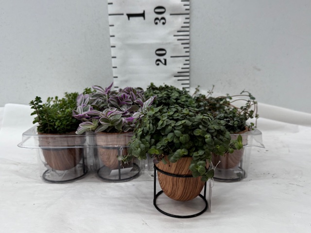 Grün Mini Deko 4673