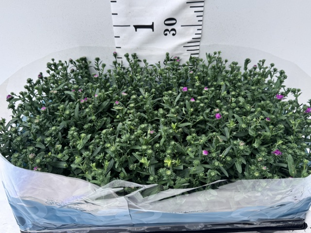 Aster Novi B pink