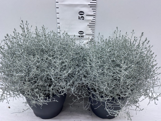 Calocephalus Busch - 10er Palette