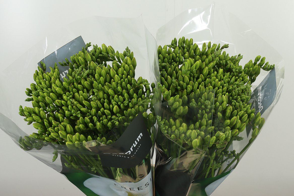 Freesien Versailles weiß