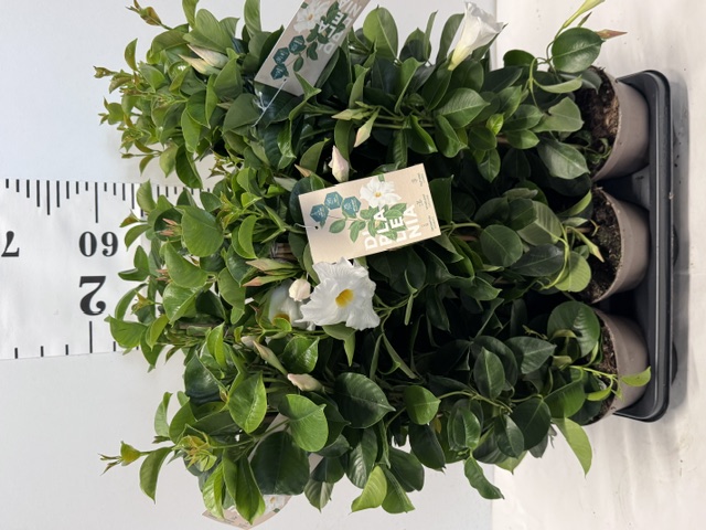 Dipladenie 14er weiss