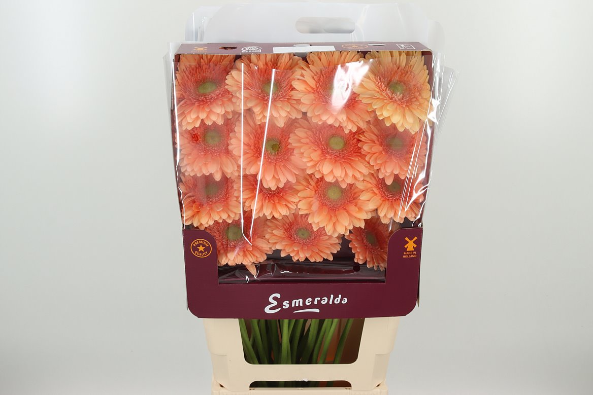 Gerbera Avingnon apriko