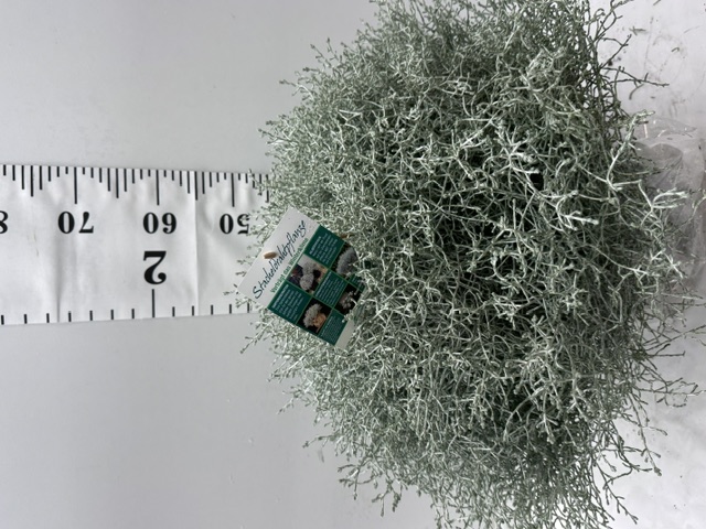 Calocephalus Busch