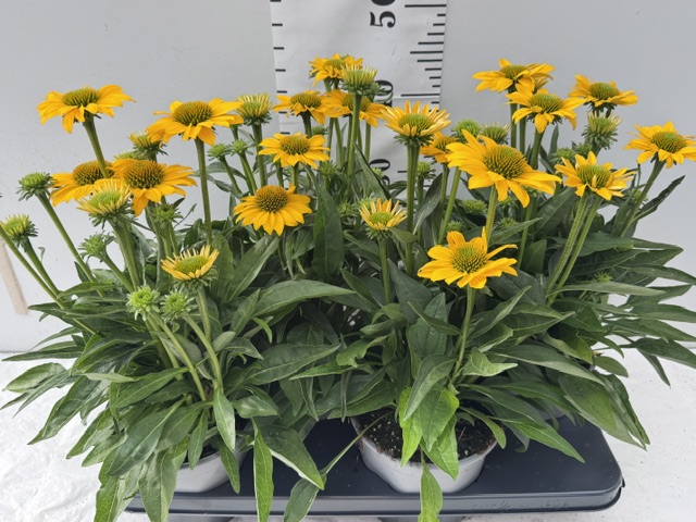 Echinacea gelb
