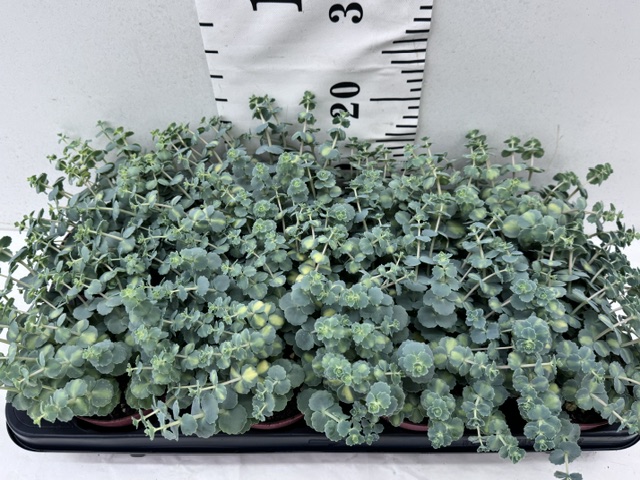 Sedum Si Mediovarieg
