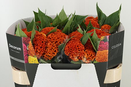 Cellosien orange Kamm