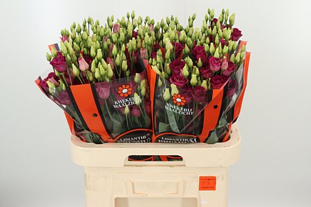 Lysianthus Arosa Red