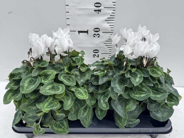 Cyclamen XXL weiß