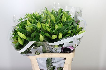 Lilien Or. weiß Zambesi