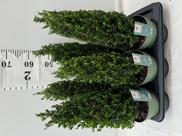 Ilex Crenata Pyramide