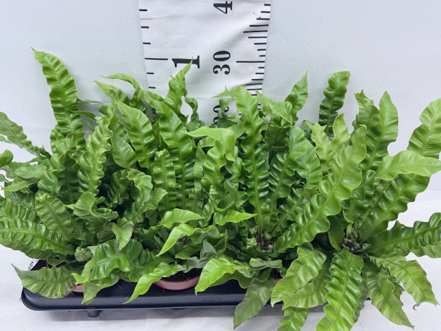 Asplenium Crispy Wave