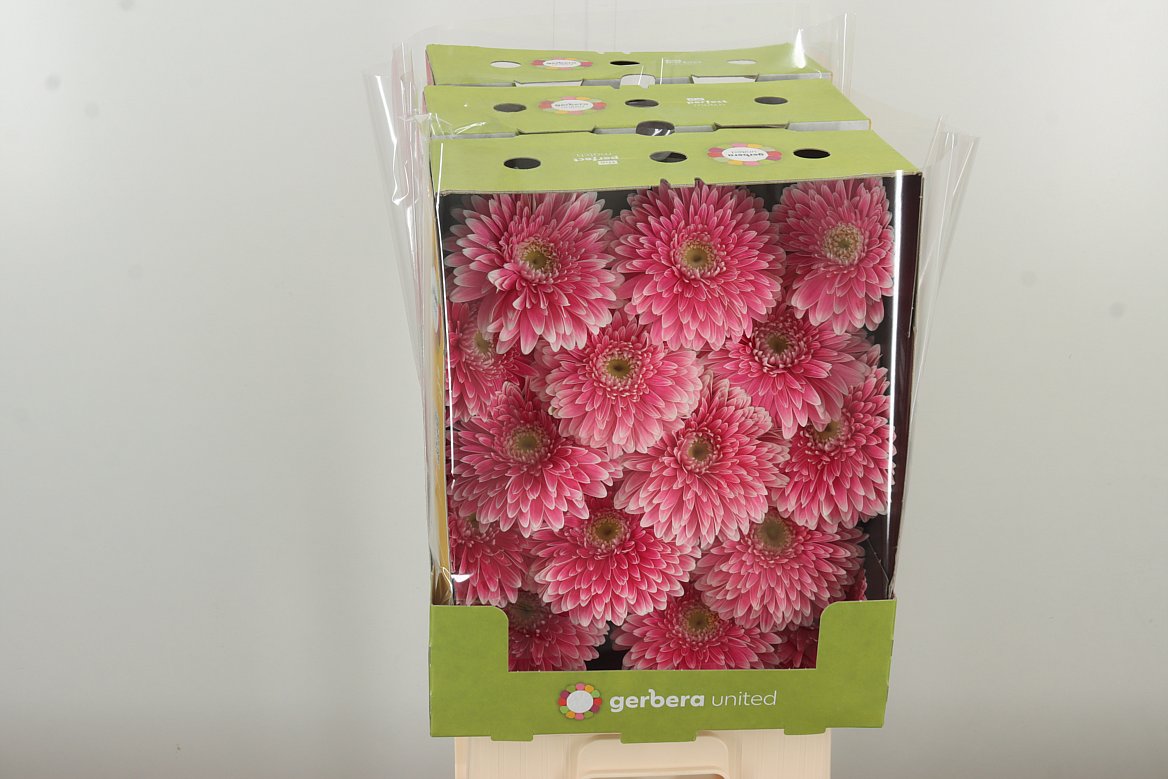 Gerbera Power Ball
