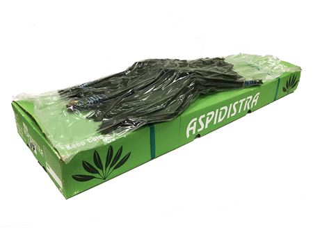Aspidistra