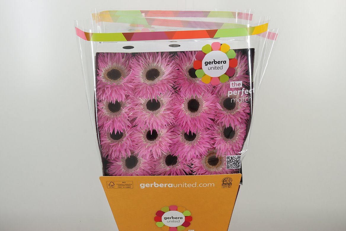 GE GR @ SPIDER STITCH