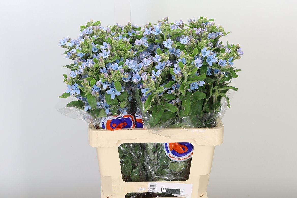 Oxypetalum blau