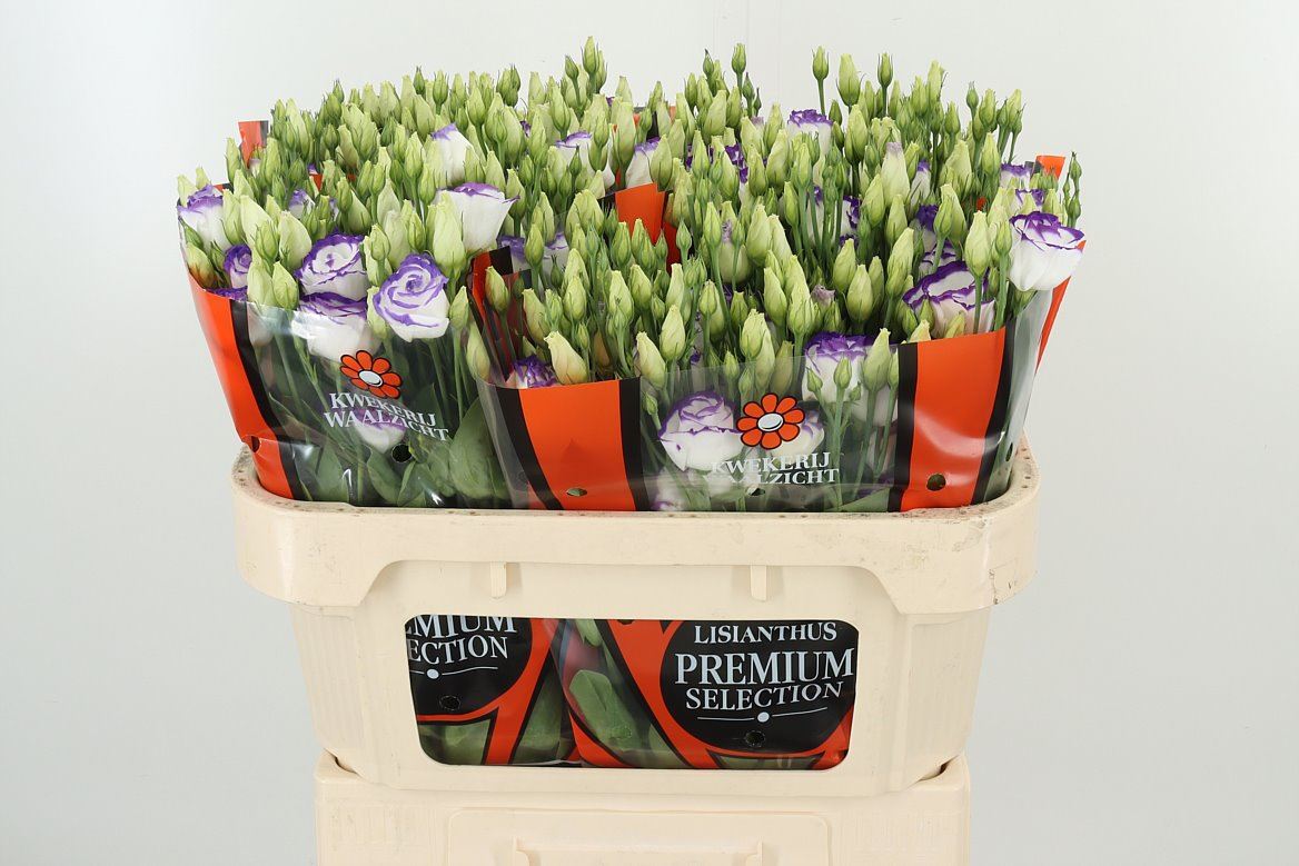 Lysianthus blau-weiß