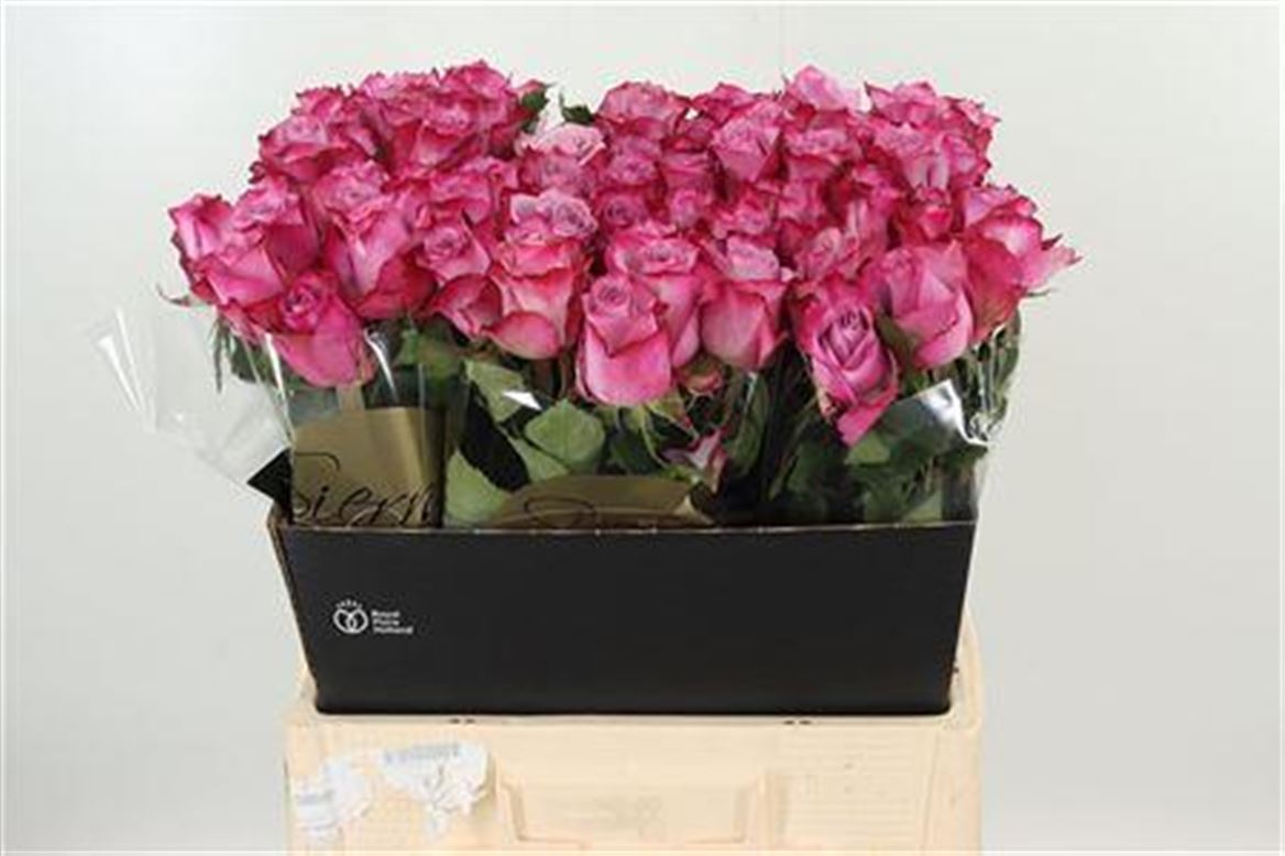 R Gr Deep Purple lila