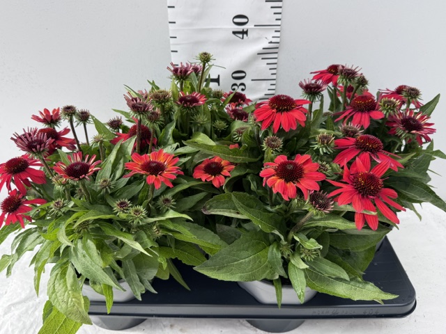 Echinacea rot