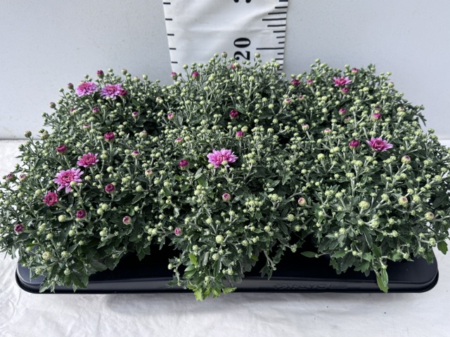 Chrys. winterh rosa
