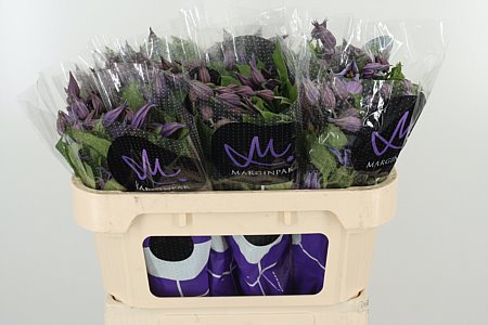 CLEMATIS AMAZING SYDNEY BLUE