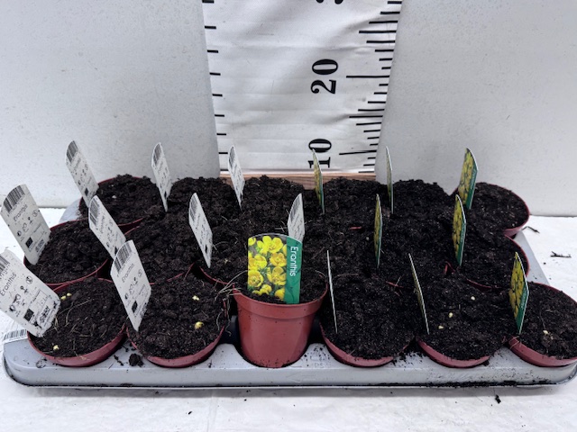 Eranthis Winterlinge