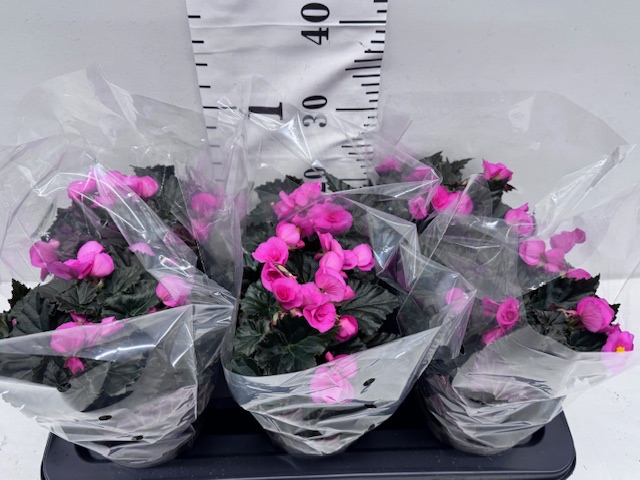 Begonie 13er pink