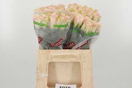 R Gr Pink Athena rosa