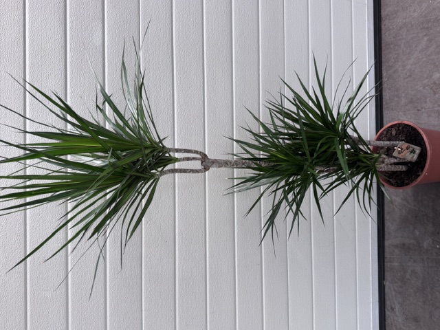Drac Marginata