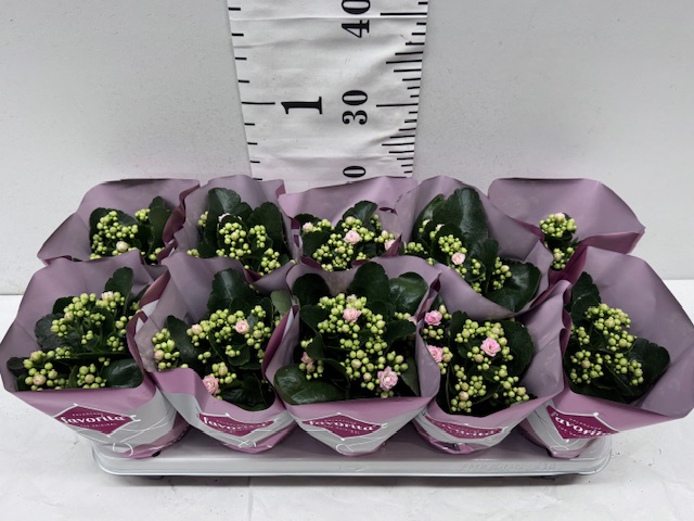 Calandiva 11er rosa - 10er Palette