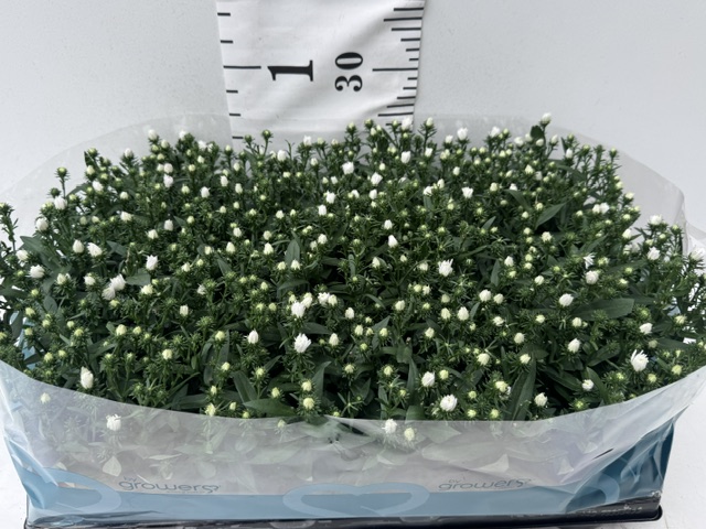 Aster Novi B weiß
