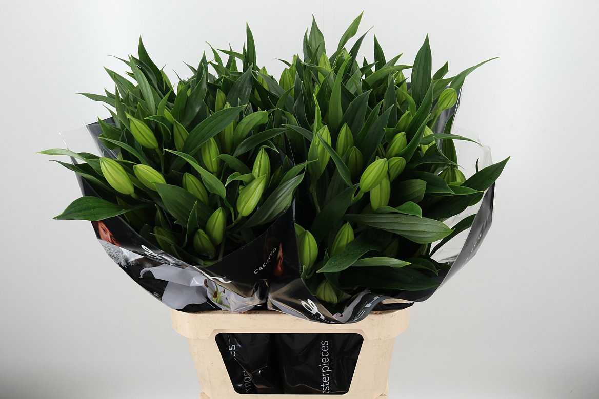 Lilien weiß Oriental