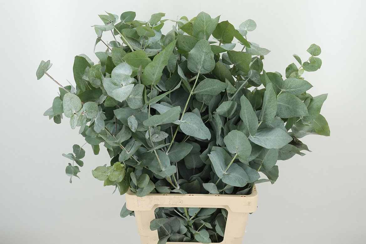 Eucalyptus Cinerea