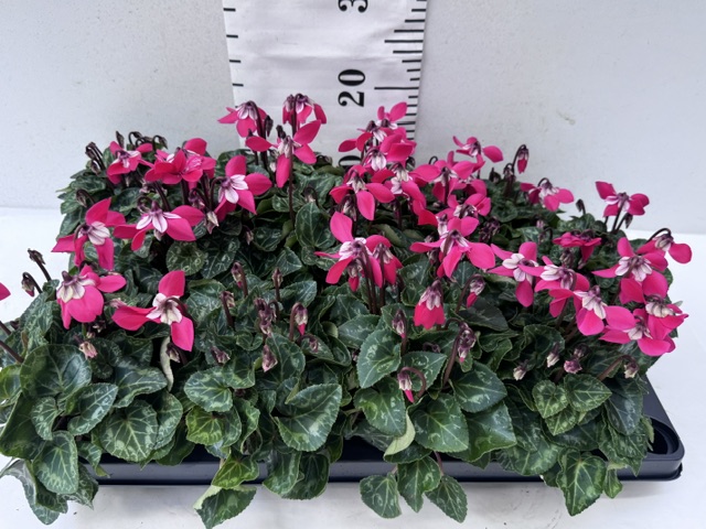 Cyclamen Djix hellrot