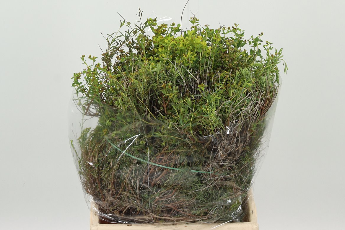 DEC EUPHORBIA SPINOZA