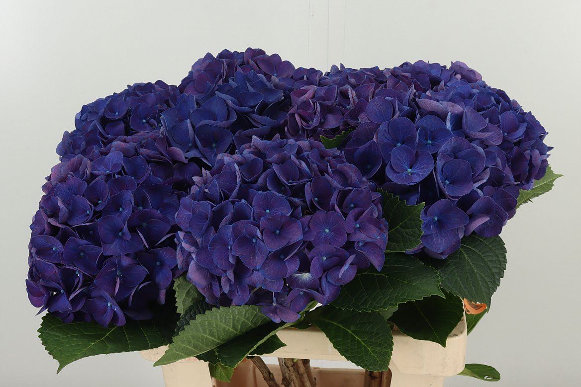 Hydr M Royal Anne