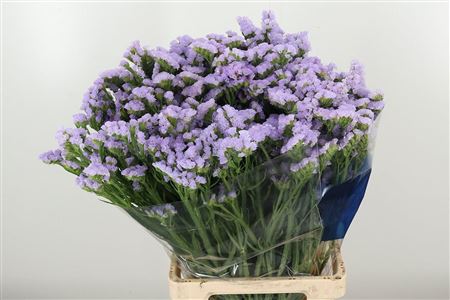 Lim S Tonie Lavender