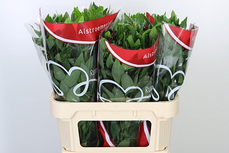 Alstromerien Mix