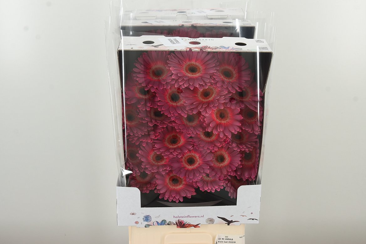 Germini Purple Wonder