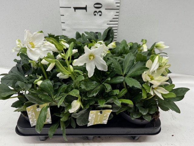 Helleborus 12er
