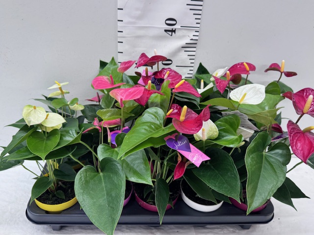 Anthurien Mixkisten 11er