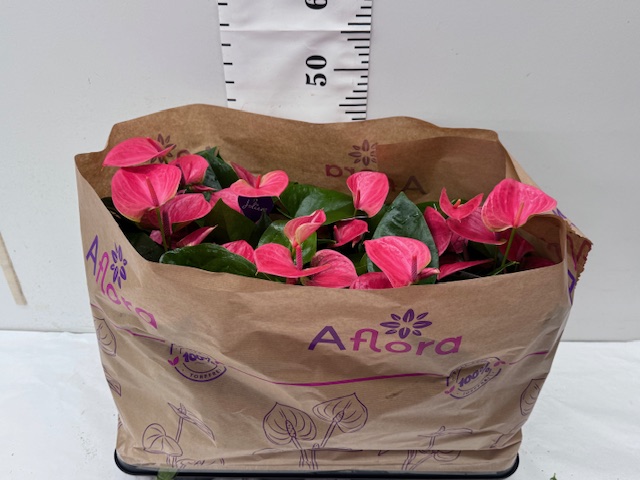 Anthurien 14er rosa