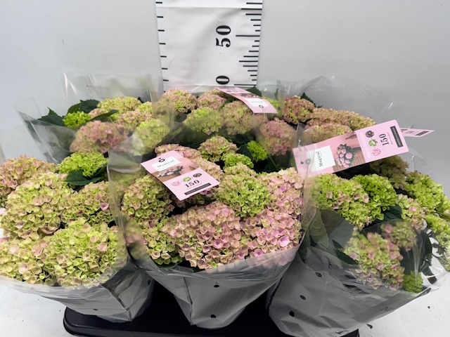 Hydr Magical 14er rosa