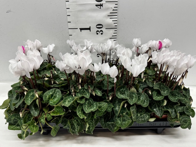 Cyclamen Midi weiß
