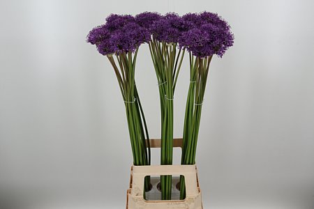 ALLIUM GLADIATOR