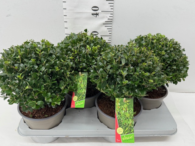 Ilex Crenata Kugel